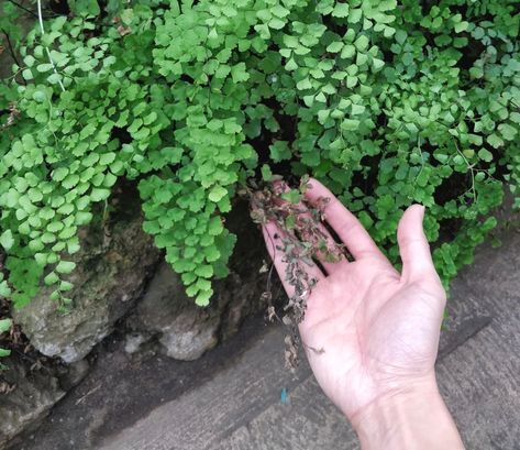 Maidenhair Fern Care, Maiden Hair Fern Care, How Plants Grow, Diy Garden Patio, Maidenhair Fern, Ferns Care, Ferns Garden, Plant Journal, Patio Garden Design