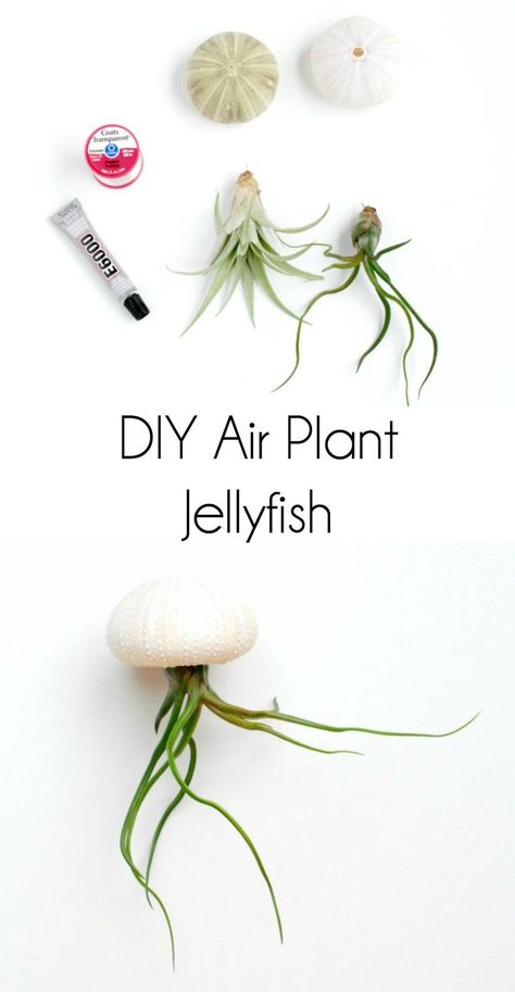 Jellyfish Air Plant, Air Plant Art, Sea Urchin Shells, Air Plants Diy, Diy Jellyfish, Airplant Wall, Air Plants Decor, Plant Display Ideas, Sea Urchin Shell