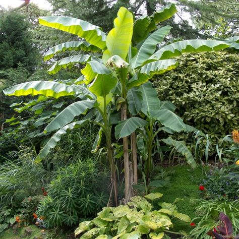 Musa Basjoo, Florida Plants, Tropical Garden Design, Jungle Gardens, Banana Plants, Banana Tree, Tropical Landscaping, Back Gardens, Large Plants