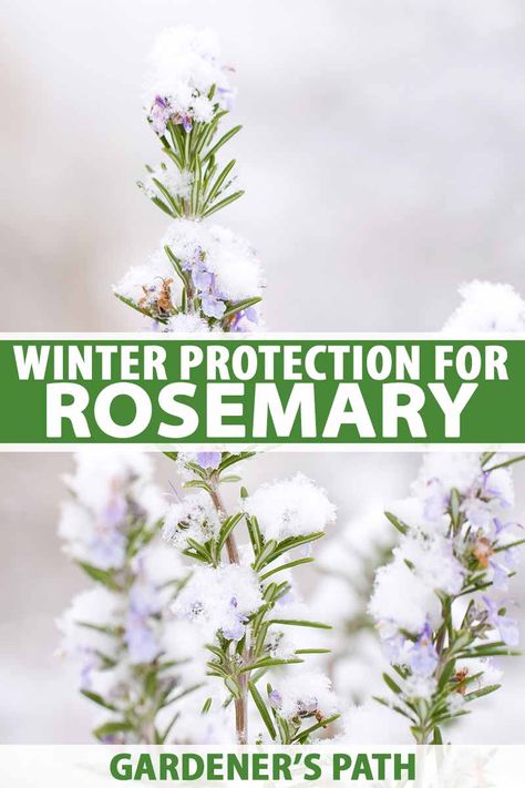 If you’re growing rosemary in your garden, you might wonder if it can stay outside during winter. Depending on your growing zone, there are a number of measures you can take to help your plants through the colder months. Learn how to protect your rosemary this winter on Gardener's Path. #rosemary #winter #gardenerspath Rosemary Winter, Outdoor Garden Decor Ideas, Diy Outdoor Garden, Rosemary Plants, Rosemary Garden, Homesteading Life, Growing Rosemary, Edible Gardening, Backyard Gardens