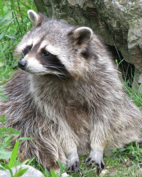 raccoon Raccoon Paws, Raccoon Mask, Therian Mask, Cat Mask, Grey Coat, Fluffy Animals, Wild Animal, Body Weight, Animals Wild