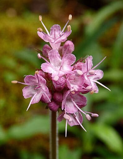 Spikenard Essential Oil, Family Worship Night, Worship Night, Family Worship, Golden Yellow Color, Earthy Scent, Parts Of A Plant, Eye Contour, Organic Essential Oils