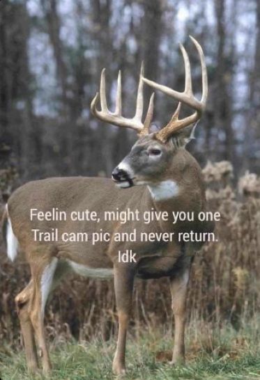 Deer Hunting Memes, Deer Hunting Quotes, Hunting Meme, Hunting Nails, Funny Hunting Pics, Hunting Quotes Funny, Deer Hunting Humor, Hunting Jokes, Hunting Quotes