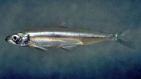 Smelt / Silver Bait fish pattern Baitfish Pattern      A actual Smelt fish, which is favorite bait for many fishes.       Some Silver bait... Tiny Fish, Fish Patterns, Big Waves, Endangered Species, Fly Fishing, Fish Pet, California, Fish, Human