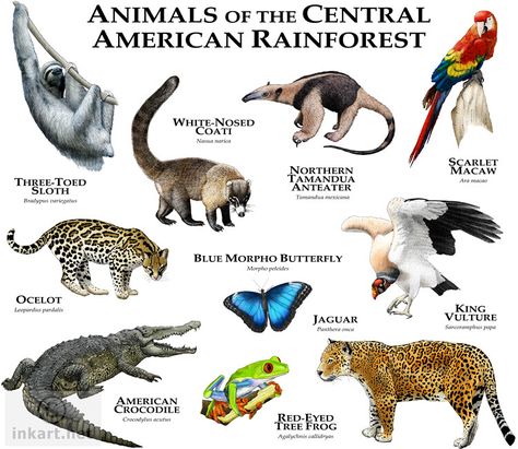 Animals of the Central American Rainforest | Fine art illust… | Flickr Amazon Rainforest Animals, Illustration Of Animals, Animal Infographic, Animals Information, Fun Facts About Animals, Rainforest Animals, American Animals, Animal Study, Extinct Animals