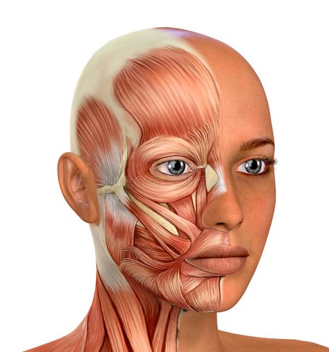 Female Head Muscles Anatomy - Front view. Female Head Muscles human Anatomy - Front view Face Muscles Anatomy, Mental Relaxation, Face Muscles, Muscles Anatomy, Human Muscle Anatomy, Halloweenský Makeup, Facial Anatomy, Female Face Drawing, Face Anatomy