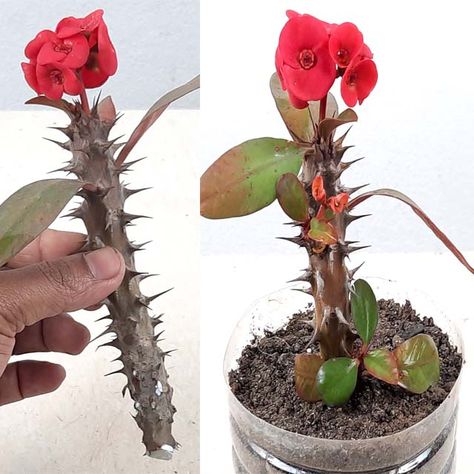 Euphorbia Plant, Euphorbia Milii, Crown Of Thorns, Plant Cuttings, The Medium, Garden Soil, The Soil, A Pencil, How To Grow