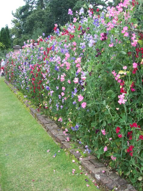 Sweet pea wall Fenced Front Yard Landscaping, Pallet Trellis Ideas, Sweet Pea Planters, Sweet Peas In Garden, Sweet Peas Garden, Sweet Pea Fence, Sweet Pea Planting Ideas, Sweet Pea Arch, Sweet Pea Growing Ideas