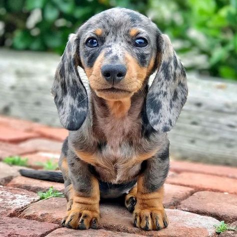 🐶DACHSHUND LOVER 🐶 on Instagram: "Rate cuteness 1 to 10 ❤️🥰 . . Crdt @minitegan . FOLLOW US👉 @dachshundcutelife For More Beautiful Videos🐶 Tag someone that should see this👬 👇🐶 🛫Free Shipping WORLDWIDE 🌎 🛒Shop now at 15% off Holiday Sale🛍 ☝️ 👆Check it out at our BIO LINK! ☝️👆 ' ' ' ' #dachshundfever #dachsunds #dachsundoftheday #dachshundfever #dachshundfamily #dachshundbaby #dachshundbrasil #dachshundaddict #dachsundpuppy #dacshundsofinstagram #dachshundpup #dachshundloversphoto #s Big Dogs Breeds, Biggest Dog In The World, Sausage Dog Puppy, Funny Dog Signs, Dapple Dachshund Puppy, Biggest Dog, Doxie Puppies, Dog Jokes, Funny Dog Photos