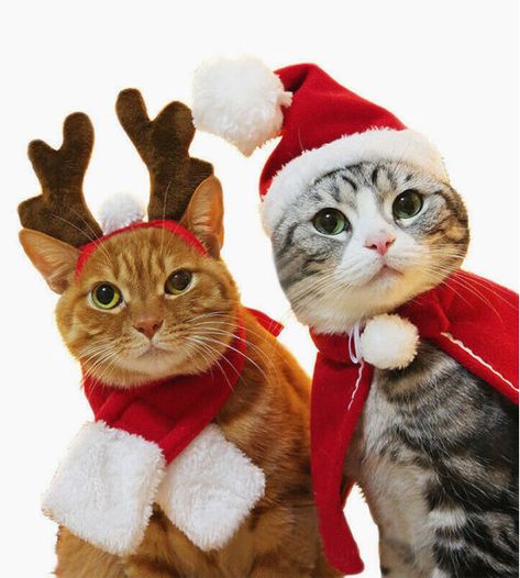 Best Christmas jumpers for cats: Festive looks for your very own Santa Claws | HELLO! Cat Christmas Costumes, Cute Christmas Jumpers, Chat Halloween, Small Kittens, Christmas Hats, Animated Christmas, Dog Hat, Cat Costumes, Christmas Costumes