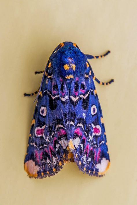 Lily Moth, Colorful Moths, Cute Moth, Cool Insects, Moth Art, Cool Bugs, Moth Tattoo, Beautiful Bugs, Insect Art