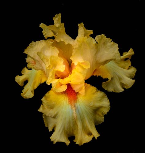 Yellow Iris, Thank You Photos, Iris Flower, 10 Million, Iris Flowers, Irises, Thank You, Tv, Yellow