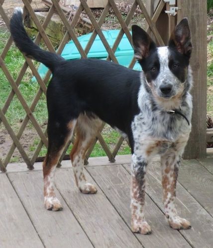 Harley the Border Heeler standing on a wooden porch with a wooden gate behind it Red Heeler Puppies, Border Collie Mix Puppies, Dog Hybrid, Aussie Cattle Dog, Australian Cattle Dog Mix, Heeler Puppies, Blue Heeler Dogs, Collie Puppies, Red Heeler