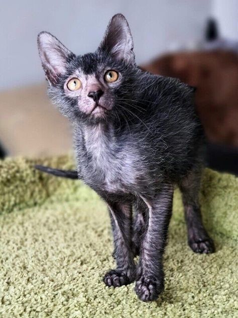 There are so many things to learn about cats and cats to learn about, and today, we - alongside twitter - have discovered a new cat. The Lykoi Cat - also known as the wolf-cat or the werewolf-cat. #funnycats #cats #funnypictures #funny #tweets Werewolf Cat, Lykoi Cat, Warrior Cat Oc, Cat Character, Outdoor Cats, Silly Animals, Warrior Cat, Calico Cat, Cat Room