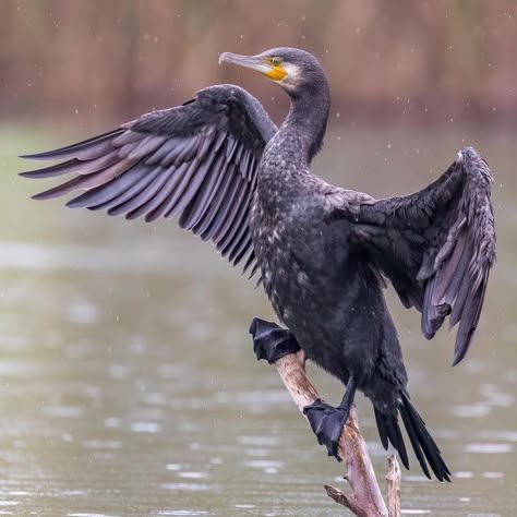 Cormorant drying its wings on a rainy day / Cormoran séchant ses ailes un jour de pluie / Image by eran_gershoni (Eran Gershoni) from instagram Cormorant Diving, Cormorant Art, Haint Blue, Wildlife Biologist, Water Type, Colored Pencil Techniques, British Wildlife, Shorebirds, On A Rainy Day