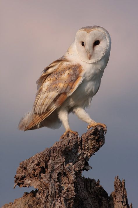 Barn owl tattoo