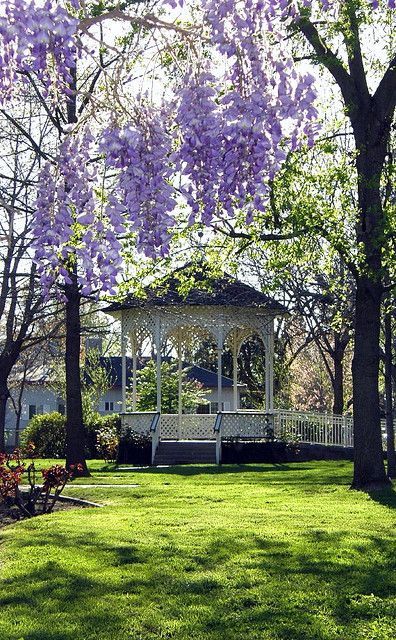 Gazebo and wisteria | by mariposa lily Wisteria How To Grow, Wisteria Trellis, Wisteria Pergola, Mariposa Lily, Wisteria Wedding, Wisteria Garden, Wisteria Tree, Diy Trellis, Gazebo Pergola