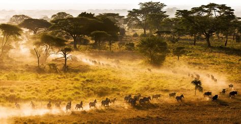 Migration © Aravind Krishnaswamy Car Rental Company, Old Barns, Nature Images, New South Wales, Natural Wonders, Amazing Photography, Cover Photos, Beautiful Nature, Country Roads