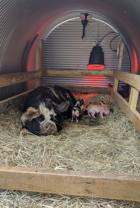 Farrowing Pens for Kunekune Pigs Farrowing Pen, Pig Pens, Kunekune Pigs, Pig Shelter, Raising Pigs, Pig Pen, Pig Farming, Cottage In The Woods, Hobby Farm