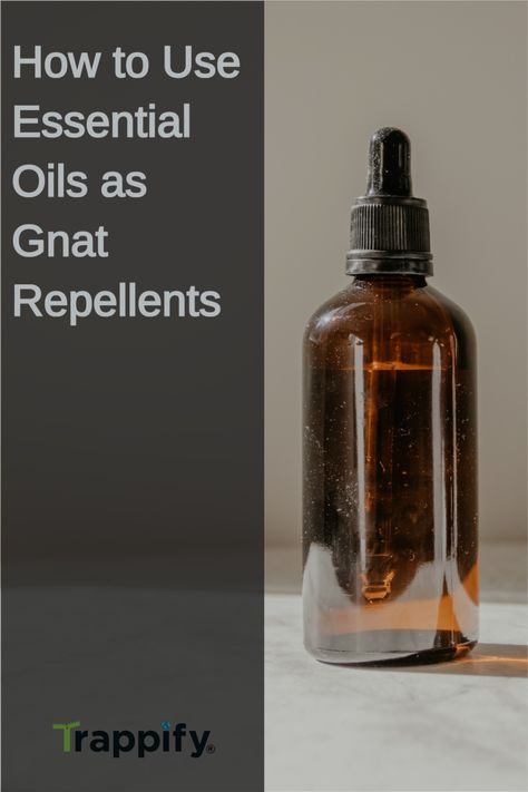 Gnats are some of the most annoying insects that you can have in your house. Their sound alone is grating, not to mention their painful and irritating bites. Luckily, using essential oils to get rid of gnats is 100% safe for people and pets in the house. Read on for more information on how to best use them. Gnat Repellant Essential Oils, Gnat Spray Essential Oils, Diy Gnat Spray, Natural Gnat Repellant, How To Get Rid Of Gnats In The House, Essential Oils For Gnats, Essential Oils For Gnats Diffuser, How To Get Rid Of Nats In House Plants, Essential Oils To Get Rid Of Gnats