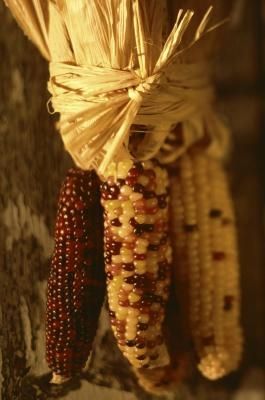 Natural Decor With Indian Corn Indian Corn Decorations, Indian Corn Wreath, Glass Gem Corn, Homemade Yogurt Recipes, Indian Corn, Ears Of Corn, Homemade Yogurt, Corn On Cob, Fall Thanksgiving Decor