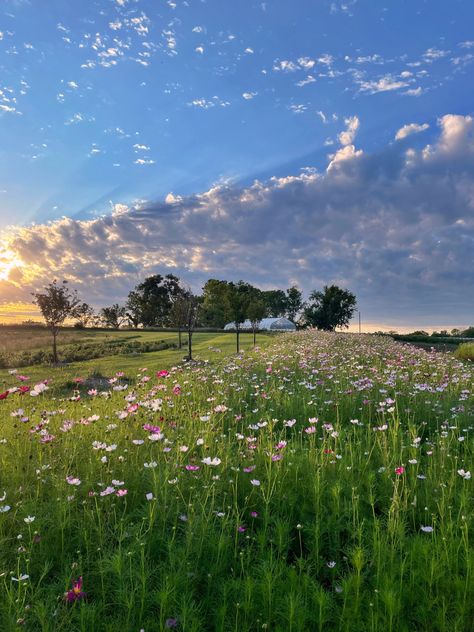 Cosmos in bloom at the flower farm during sunset Welcome 2023, Attack Of The Clones, Green Nature, On The Farm, Flower Farm, Flower Field, In Bloom, The Farm, Farm Life