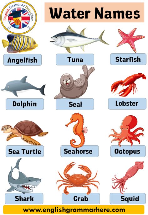 50 water animals name with pictures Water Animals Name In this lesson, we will examine the subject of ‘water animals name’. Water animals are generally fish and insect species. Some fish live in fresh water, while others live in salt water. In addition, some crab and turtle species also live in the water. There are some birds that use the sea to hunt among the aquatic animals. Although other aquatic creatures are also found, fish use most of the water. Some mammals also live in the water. Seal Animals That Live In Water Worksheets, Aquatic Animals Worksheets, Water Animals Worksheet, Water Animals Worksheets For Kids, Animals Live In Water, Animals Name With Picture, Turtle Species, Animals Name, Water Names