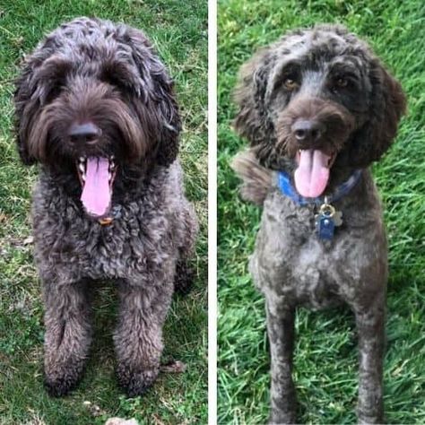 Short Labradoodle Haircut Ideas: 20 Before and After Photos! Labradoodle Summer Cut, Labradoodle Haircut, Labradoodle Grooming, Goldendoodle Grooming, Poodle Cuts, Labradoodle Dogs, Gordon Setter, Summer Cut, Labradoodle Puppy