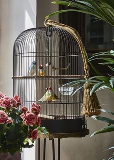 Book Store Cafe, Parrot Photo, Bird Cage Ideas, Bird Cage Design, Bird In A Cage, Fairytale Creatures, Fairytale Retelling, Hanging Bird Cage, Pet Bird Cage