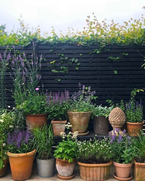 Small Courtyard Gardens Pots, Plants For Courtyard Garden, Small Garden Black Fence, Potted Kitchen Garden, Container Garden Aesthetic, Small Garden Planters, Porch Container Garden, Potted Garden Patio, Garden With Lots Of Pots