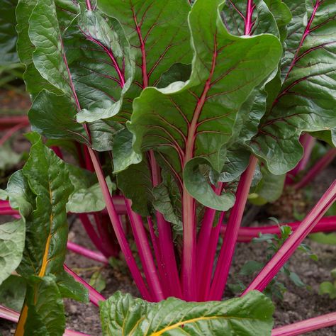 Beets: Health Benefits | The Old Farmer's Almanac Beets Health Benefits, Beet Juice Benefits, Cashew Dip, Propagating Hydrangeas, Growing Beets, Farmers Almanac, Rabbit Eating, Old Farmers Almanac, Beet Greens