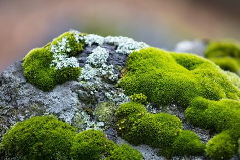 Evergreen Groundcover, Growing Moss, Moss Plant, Moss Garden, Tiny Plants, Fern Plant, Plant Species, Backyard Oasis, Lawn And Garden