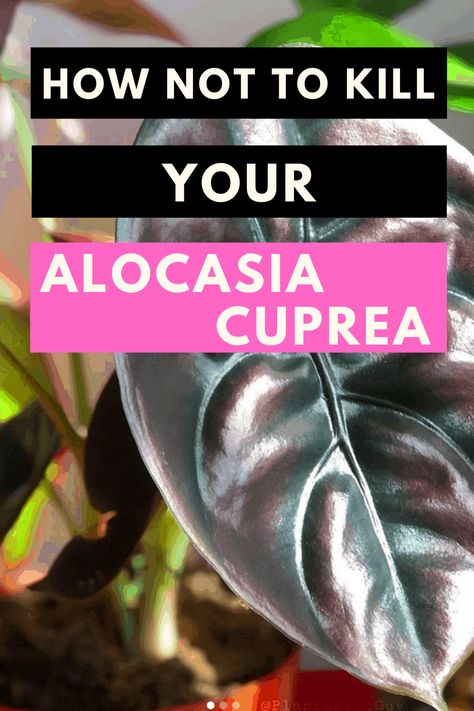 Alocasia Care, Alocasia Cuprea, Beautiful Indoor Plants, Plants Low Light, Outdoor Greenery, Nursery Plants, Indoor Plants Low Light, Alocasia Plant, Plant Types