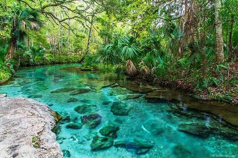 Kelly Park Kelly Park Florida, Enchanted River, Florida Vacation Spots, Kelly Park, Florida Parks, Florida Springs, Rock Springs, Family Beach Trip, Landscape Plans