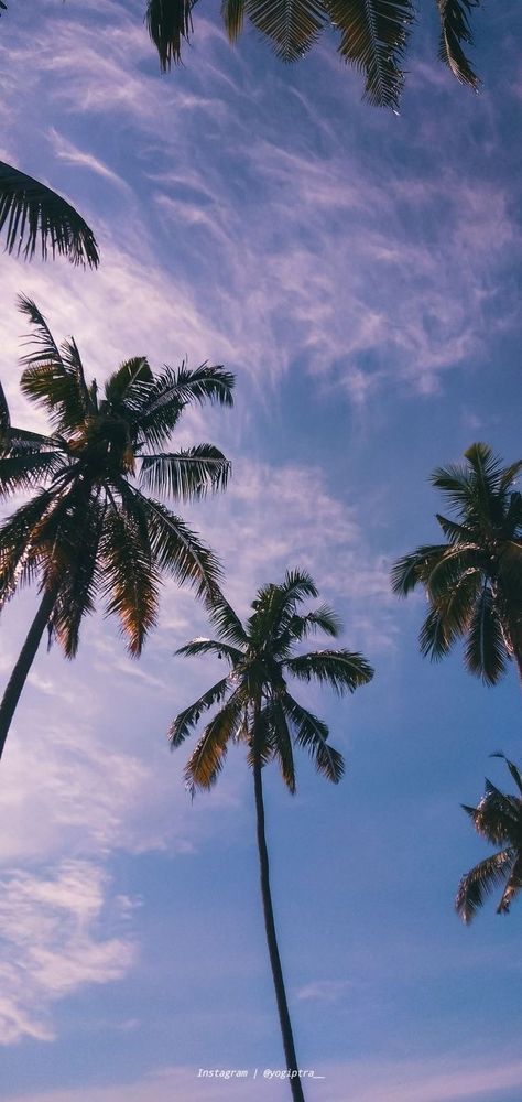 Iphone Background Tropical, Summer Wallpaper Palm Trees, Plam Tree Wallpaper Iphone, Florida Iphone Wallpaper, Palm Tree Phone Wallpaper, Summer Wallpaper Iphone Hd, Aesthetic Palm Trees Background, Beach Lockscreen Aesthetic, Palm Tree Background Wallpapers