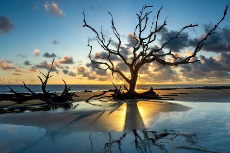 Jekyll Island's Driftwood Beach Photography Tips - Firefall Photography Driftwood Beach Photography, Driftwood Beach Jekyll Island, Beach Photography Tips, Goodbye Note, Park Shoot, Milky Way Photography, Driftwood Beach, Pool Fashion, Jekyll Island