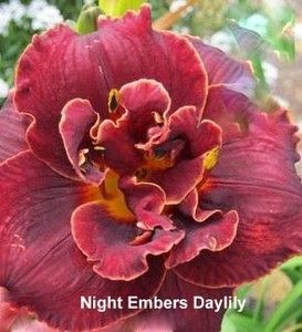 Night Embers Daylily Reblooming Daylilies, Cranesbill Geranium, Prairie Planting, Hosta Plants, Day Lilies, Hummingbird Garden, Greenhouse Gardening, Traditional Garden, Buy Plants