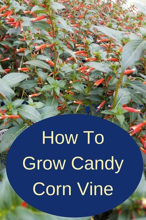 Growing candy corn vine (also known as cigar plant, cigar flower, firecracker plant, or Mexican cigar) is very easy. You can grow it outside, in a shaded area, or indoors in containers for almost year-round flowers. This vine is a beautiful perennial that will reseed itself and will grace your garden for years to come. #flowers #gardening #spring #shrubs Candy Corn Vine Plant, Candy Corn Plant, Firecracker Plant, Gardening Inside, Year Round Flowers, Garden Perennials, Round Flowers, Texas Landscape, Garden Pathways