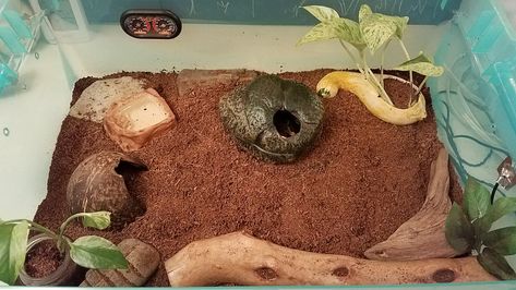 Snake Tub Setup, Ball Python Tub Setup, Snake Terrarium Ball Python, Snake Tank Setup Ball Python, Bioactive Terrarium Ball Python, Snake Cages, Corn Snake, Reptile Enclosure, Ball Python