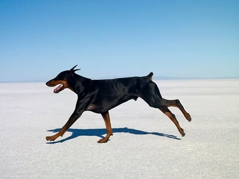 Doberman Running, Doberman Boy, Dog Reference, Fit Dogs, Doberman Pinscher Dog, Dogs Breeds, Horse Wallpaper, Doberman Dogs, Kinds Of Dogs