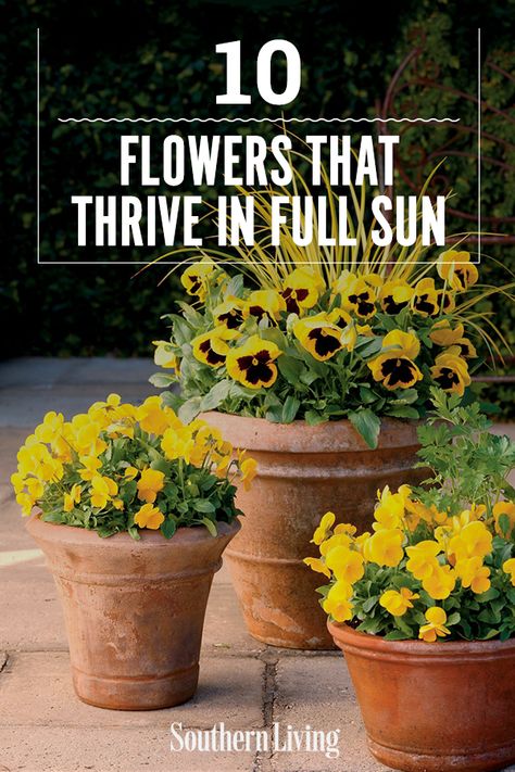 Spring Planter Ideas, Full Sun Container Plants, Creative Planter Ideas, Heat Tolerant Plants, Full Sun Flowers, Spring Planter, 10 Flowers, Creative Planter, Sun Loving Plants