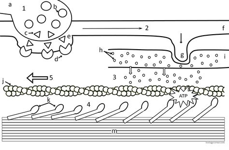 Sliding Filament Theory, Nerve Impulse, Coloring Worksheet, Motor Neuron, Muscle Contraction, Study Smarter, High School Science, Color Worksheets, Shortening