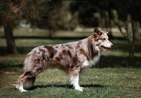 Lumos Solen Gogol, red merle border collie Red Merle Border Collie, Merle Border Collie, Red Border Collie, Collie Breeds, Hidden Photos, Dogs Breeds, Group 1, All Dogs, Different Dogs