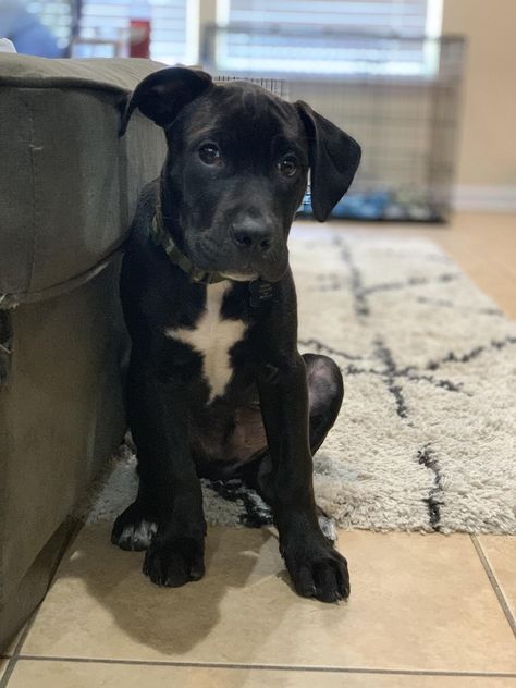 Bullador Dogs, Black Lab And Pitbull Mix Dogs, Lab Pitbull Mix Dogs, Pit Lab Mix Dogs, Pitbull Lab Mix Dog Black, Black Lab Pit Mix Dog, Pit Mix Dogs, Boxer Lab Mix Dog, Pitbull Lab Mix Dog