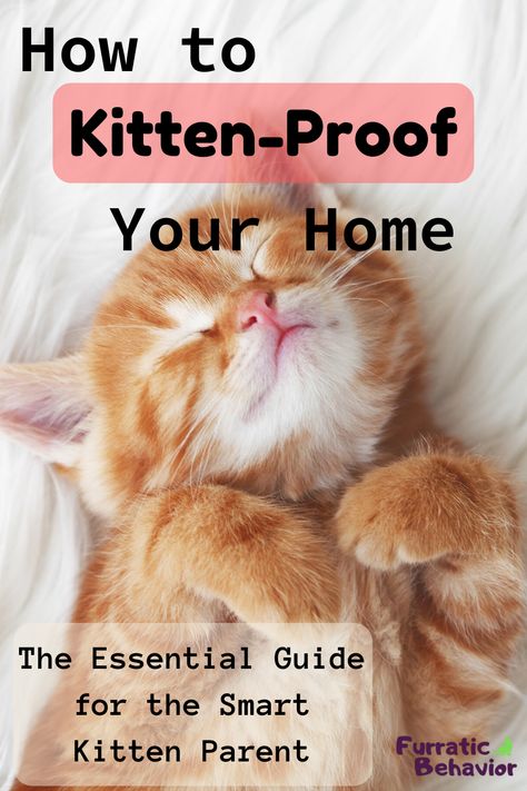 Getting A Kitten, Cat Proofing, New Kitten, Cat Care Tips, Kitten Care, Kitten Love, Kitten Adoption, Cat Care, Cat Adoption