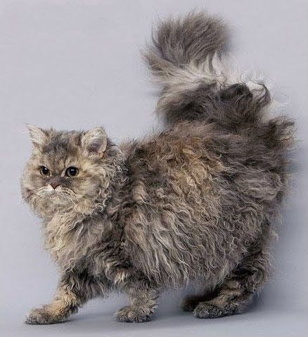 Selkirk Rex Cat, Curly Haired Cat, Selkirk Rex Kittens, Curly Cat, American Wirehair, Selkirk Rex, Rex Cat, Cat Ideas, Exotic Cats