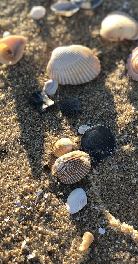 Sea Shells Photography, Beach Shells Aesthetic, Beach Story Ideas, Shells Aesthetics, Sea Beach Photography, Shells On Beach, Shells At The Beach, Shell Photography, Seashells On The Beach