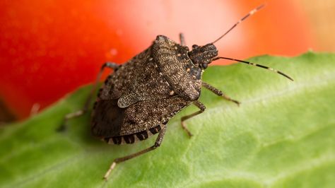 Brown marmorated stink bugs often invade homes during the spring and fall. Stink Bugs In House, Stink Bug Trap, Brown Bugs, Bug Infestation, Stink Bug, Planter Box Plans, Carpenter Ant, Household Pests, Stink Bugs