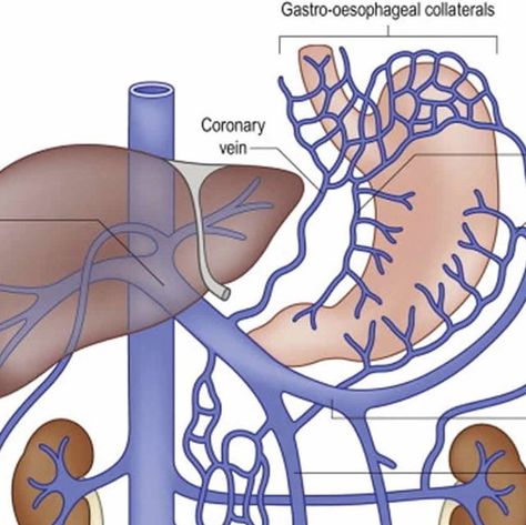 Venous System, The Portal, The Liver, Portal