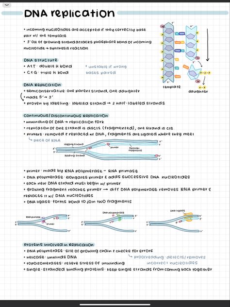 Dna Notes Aesthetic, Biomechanics Notes, Dna Notes Biology, Bio Ipad Notes, Bio Notes Aesthetic, Dna Notes, Bio Notes, Chem Notes, Dna Replication Notes